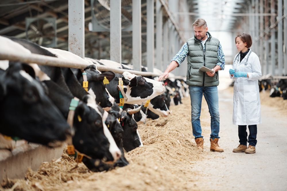 One Dairy Stock Trading at Decent Levels- FCG
