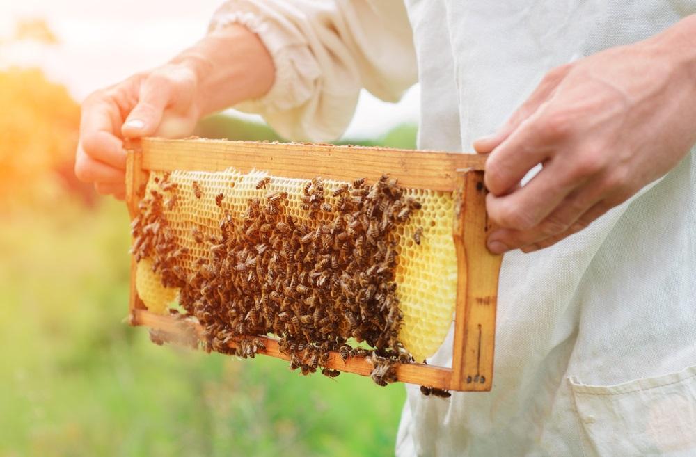Should You Consider This Manuka Honey Stock - CVT
