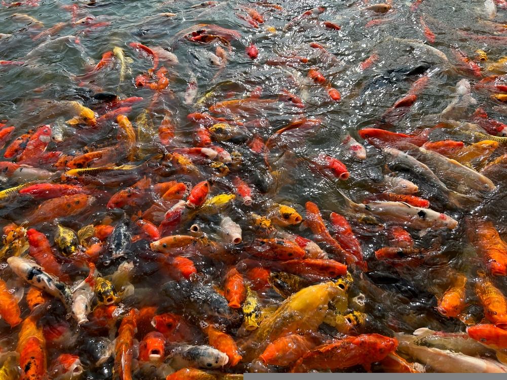 One Aquaculture Stock Trading Close to Resistance Levels- SAN